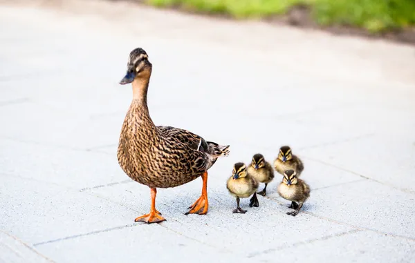 Família de patos. — Fotografia de Stock