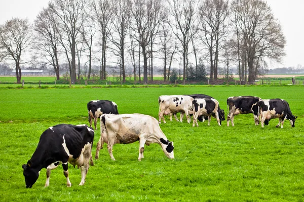 Vacas en el prado con hierba verde. Terneros pastoreadores — Foto de Stock