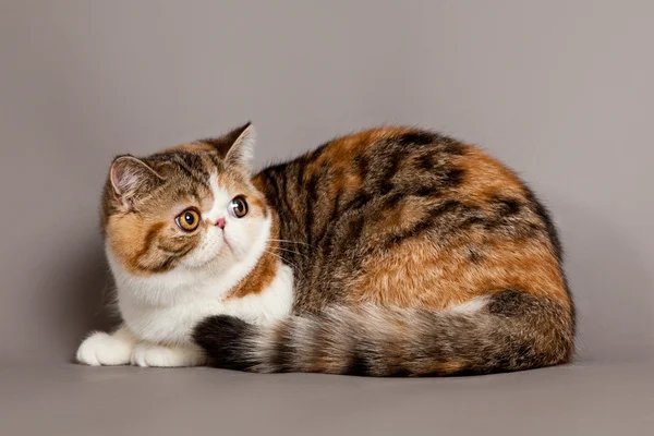 Gatto stenografia esotico. gatto persiano su sfondo grigio — Foto Stock