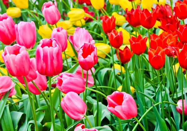 Szép tavaszi virágok. Tulipán — Stock Fotó