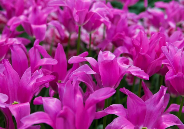 Lindas flores de primavera. Tulipas — Fotografia de Stock