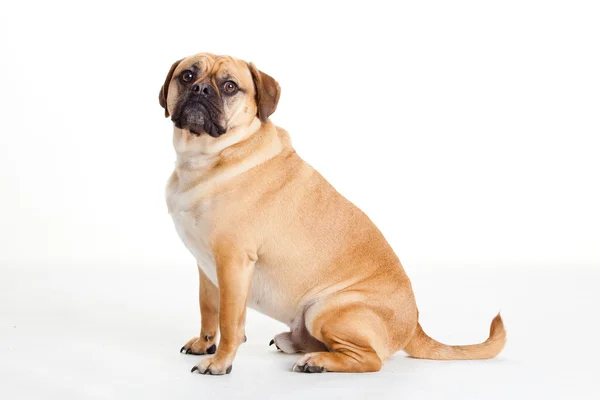 Schöner Hund — Stockfoto