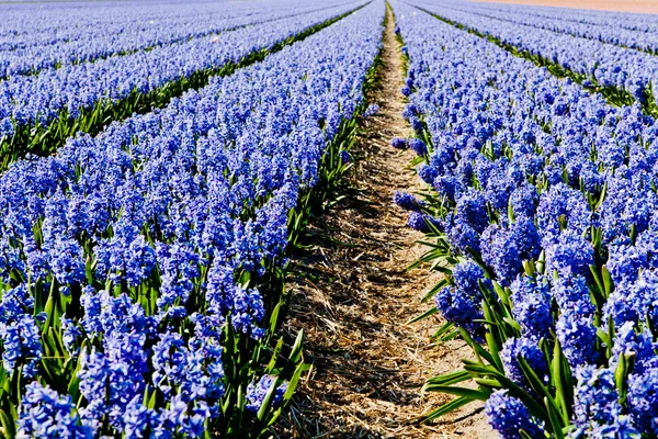 Field of hyacinth. — Stock Photo, Image