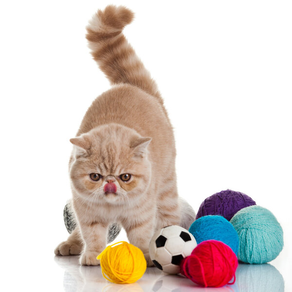 Exotic shorthair cat. Cat with balls of threads.