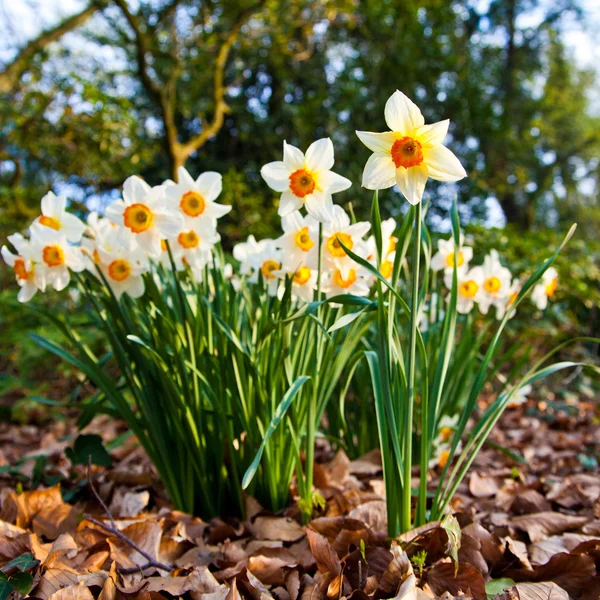 Narcissus flowers. — Stock Photo, Image