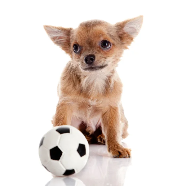 Čivava, 5 měsíců starý. pes Chihuahua izolovaných na bílém pozadí — Stock fotografie
