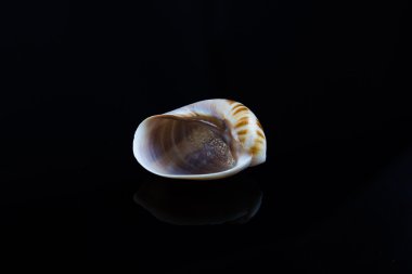 deniz kabuğu siyah arkaplanda.