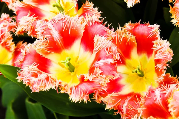 Smukke forårsblomster. Rødbeder - Stock-foto