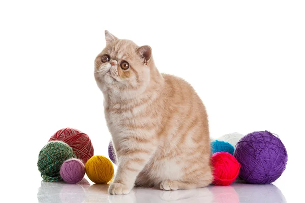 Exotic shorthair cat. Cat with balls of threads. — Stock Photo, Image