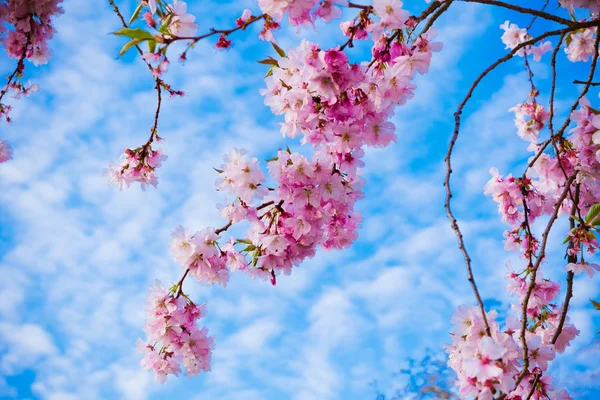 Flores Sakura floreciendo. Hermosa flor de cerezo rosa —  Fotos de Stock