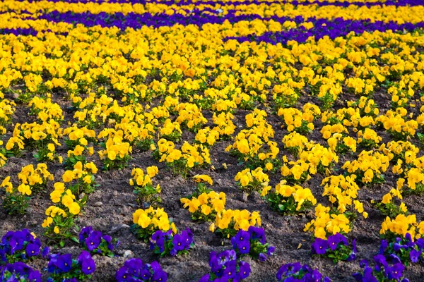 Heartsease, jardin de fleurs. fleurs fond pansy — Photo