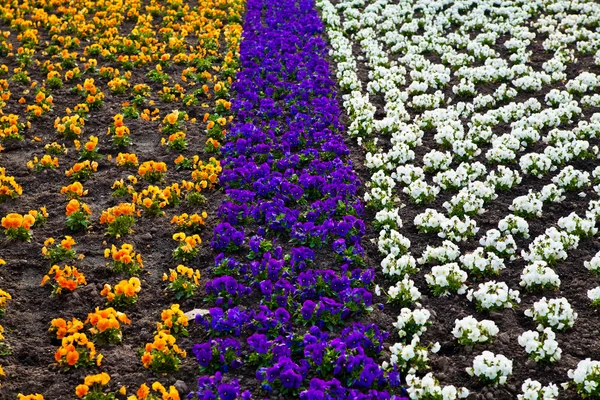 Heartsease, jardin de fleurs. fleurs fond pansy — Photo