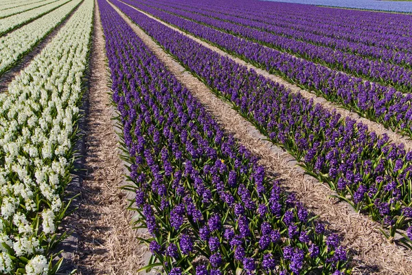 Field of hyacinth. — Stock Photo, Image