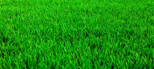 Grass background — Stock Photo, Image