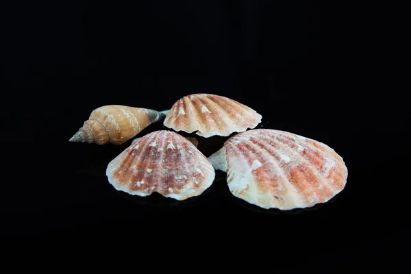 Sea shell on black background. — Stock Photo, Image