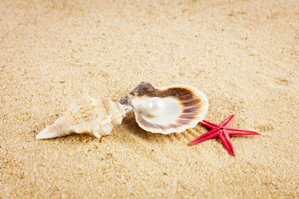 Pearl on the seashell . The exotic sea shell . Treasure from the — Stock Photo, Image