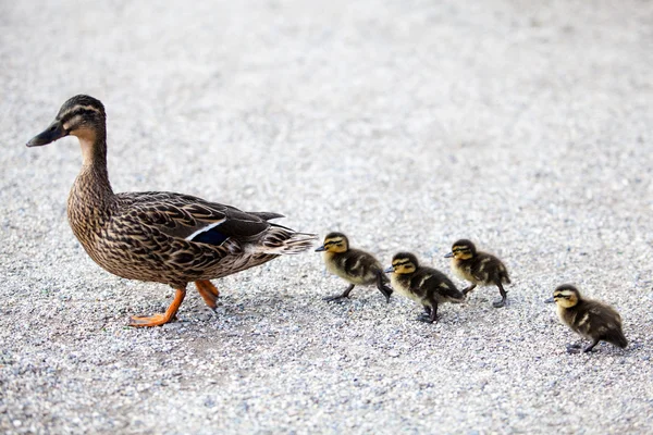 Família de patos. — Fotografia de Stock