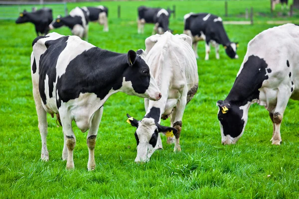 Koeien op de weide met groen gras. grazende kalveren Stockafbeelding