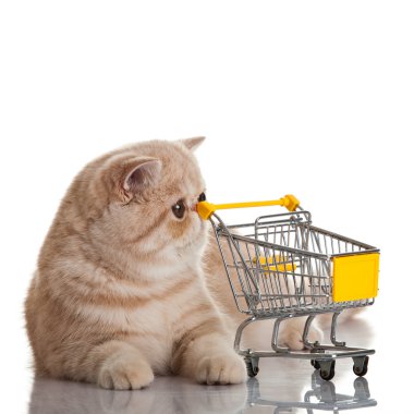 egzotik stenografi kedi. alışveriş sepeti üzerine beyaz izole ile kedi