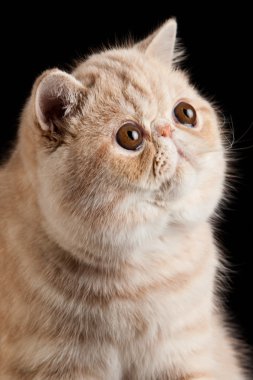 egzotik stenografi kedi. siyah arka plan üzerinde egzotik yerli kedi.