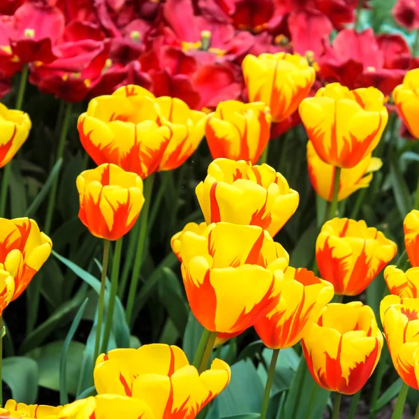 Krásný jarní květiny. tulipány — Stock fotografie
