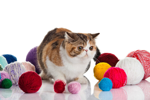 Exotic shorthair cat. Cat with balls of threads.