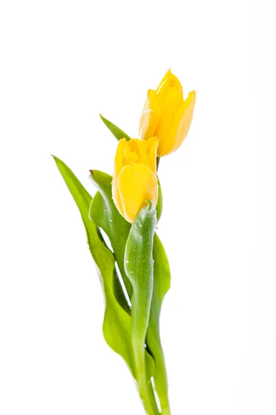 Belo buquê de tulipas amarelas em um fundo branco. — Fotografia de Stock