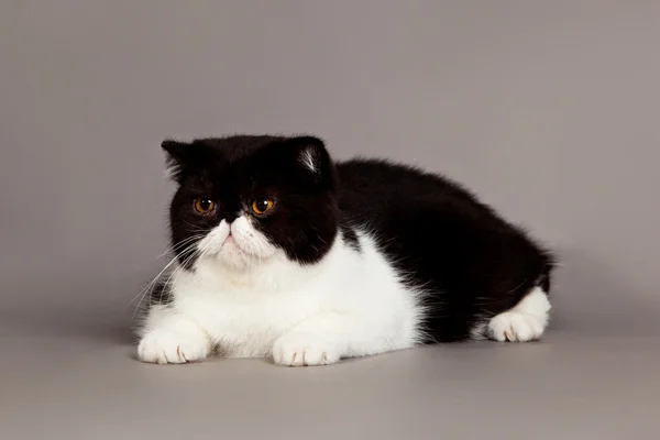 Exotic shorthair cat. persian cat on grey background — Stock Photo, Image