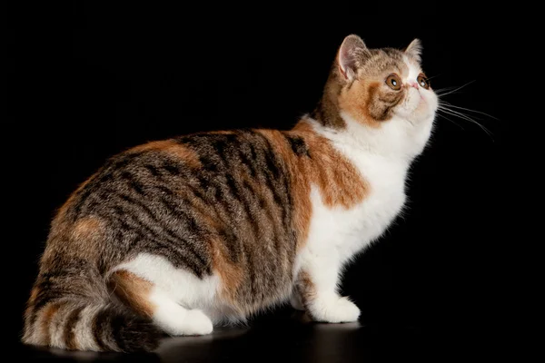 Exotische korthaar kat. exotische binnenlandse kat op zwarte achtergrond. — Stockfoto