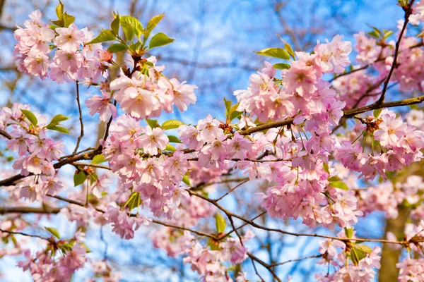 Sakura roze bloem — Stockfoto