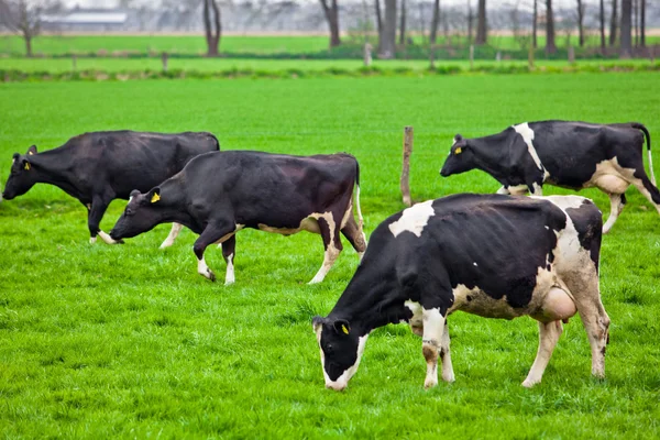 Vaches sur prairie avec herbe verte. Veaux de pâturage — Photo
