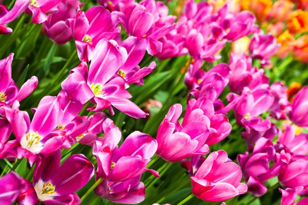 Kleurrijke tulpen. prachtige Lentebloemen. lente landschap — Stockfoto