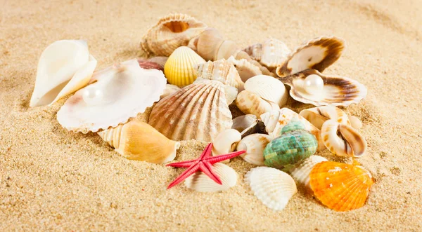 Pärla på seashell. den exotiska hav skalet. skatten från den — Stockfoto