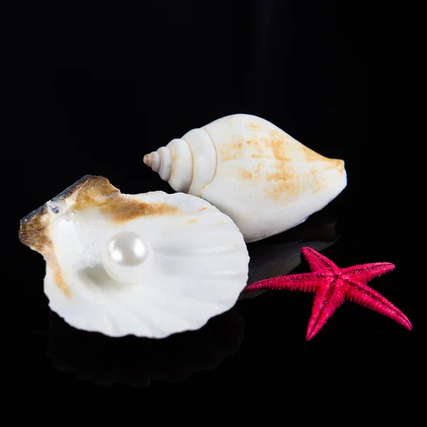 Seashell with pearl on black background — Stock Photo, Image