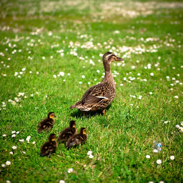 Familia de patos — Foto de Stock