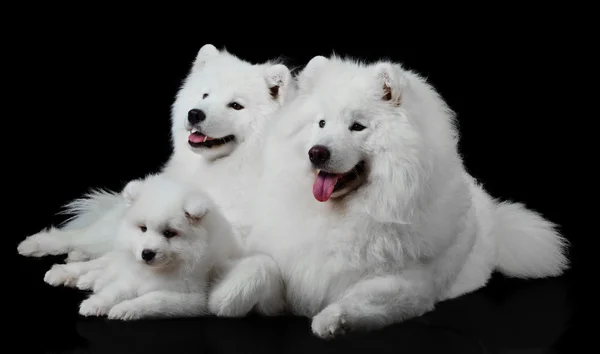 Famille de chiens Samoyed — Photo
