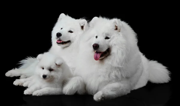 Samojed hund familjen — Stockfoto