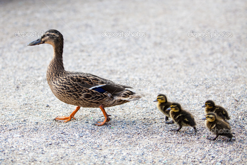 Family of ducks Stock Photo by ©ewastudio 26515069