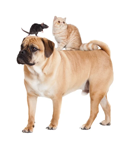 Hund, Katze und Maus isoliert — Stockfoto