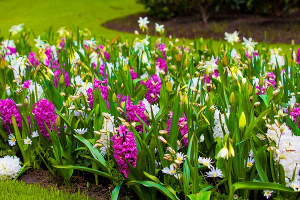 Hyazinthen blühen. Frühlingsblumen — Stockfoto