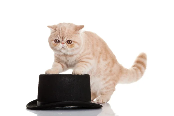 Gato exótico de ar curto. Gatinho bonito tabby jogando no backgro branco — Fotografia de Stock