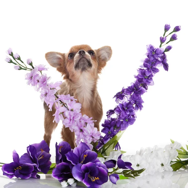 Chihuahua-Hund mit Blumen auf weißem Hintergrund. — Stockfoto