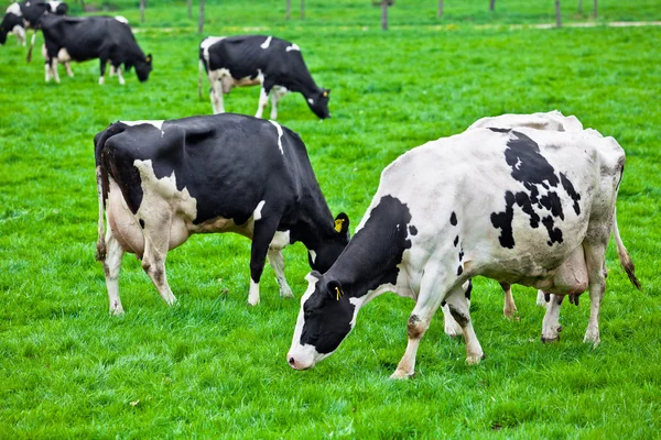 Vacas no prado com relva verde. Bezerros raivosos — Fotografia de Stock