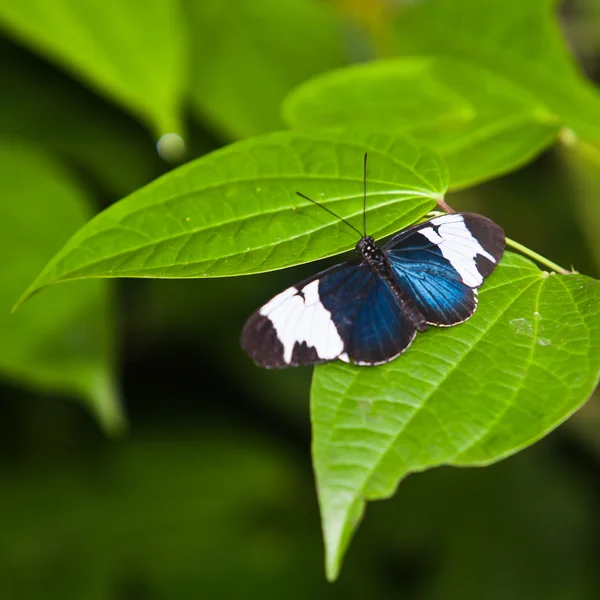 A Borboleta. Uma linda borboleta sentada na árvore — Fotografia de Stock