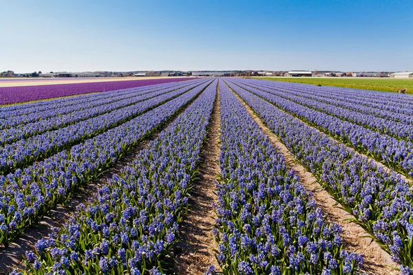 Field of hyacinth. — Stock Photo, Image