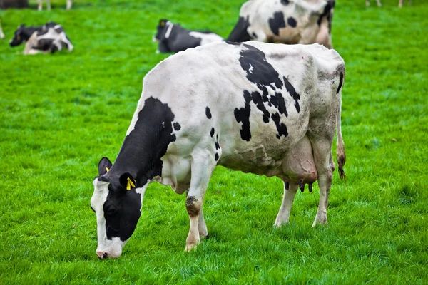 Koeien op de weide Stockfoto