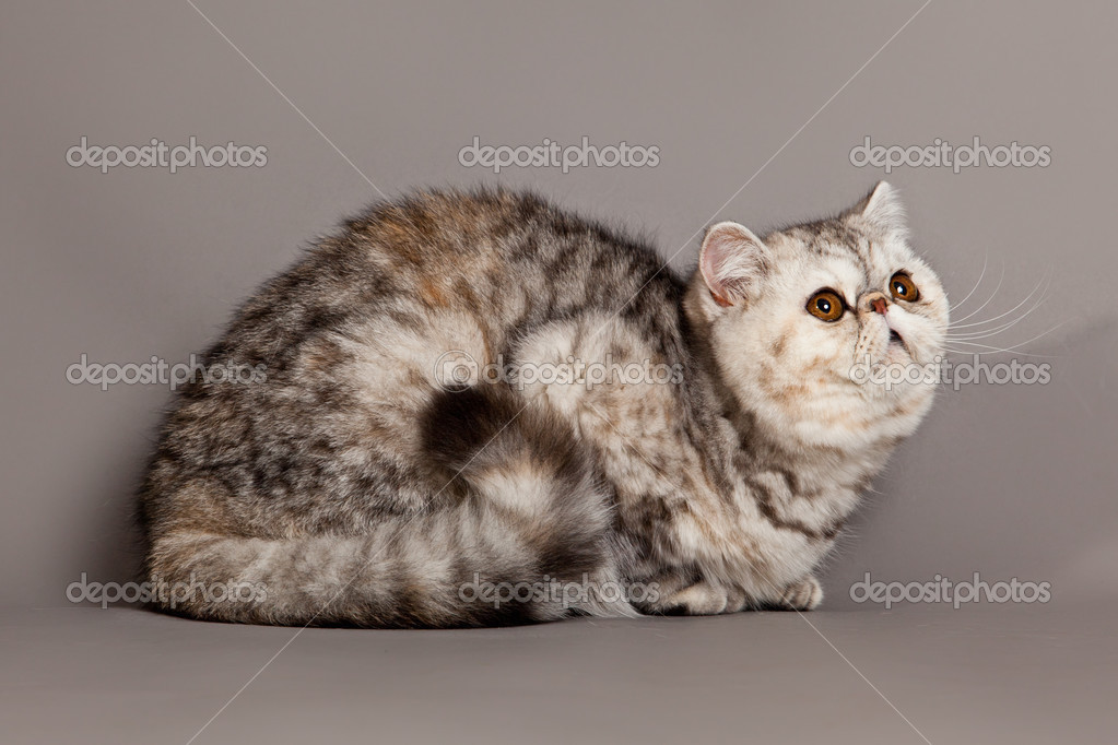 Exotic Shorthair Cat Persian Cat On Grey Background Stock Photo