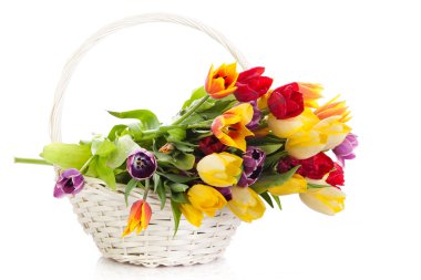 Beyaz arka plan üzerinde izole Lale sepet. Şükreden buket