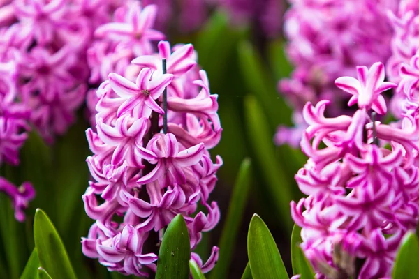 Весенний цветок Гиацинт — стоковое фото