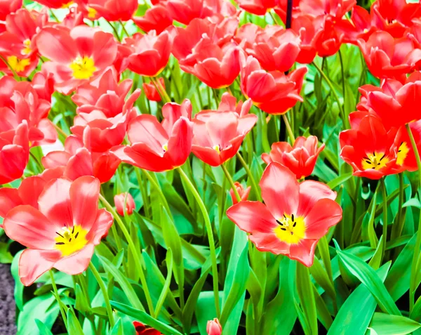 Bellissimi fiori primaverili. Tulipani — Foto Stock